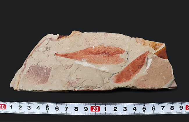 ゴンドワナ大陸が存在した証左の一つとされる、古生代ペルム紀の裸子植物の葉化石、グロッソプテリス(Glossopteris)(その10)