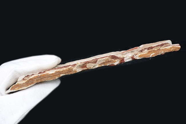 ゴンドワナ大陸が存在した証左の一つとされる、古生代ペルム紀の裸子植物の葉化石、グロッソプテリス(Glossopteris)(その9)