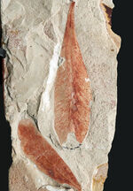 ゴンドワナ大陸が存在した証左の一つとされる、古生代ペルム紀の裸子植物の葉化石、グロッソプテリス（Glossopteris）