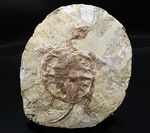 ジ・オールドコレクション！大切にしてくださるコレクターを募集！熱河層産の亀の化石、マンチュロケリスの全身化石。１５センチ級！