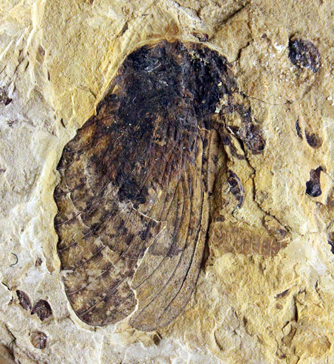 翅脈まで残された素晴らしい保存状態、中国遼寧省産の古代の蝉（Liaocossus）の化石（その1）