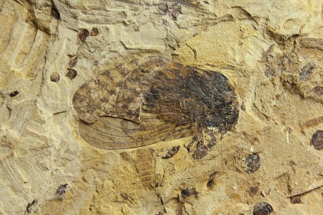 翅脈まで残された素晴らしい保存状態、中国遼寧省産の古代の蝉(Liaocossus)の化石(その10)