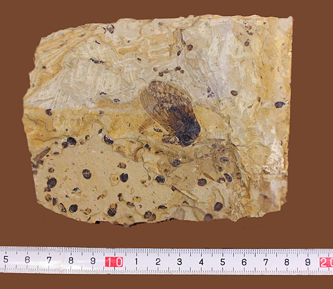 翅脈まで残された素晴らしい保存状態、中国遼寧省産の古代の蝉（Liaocossus）の化石（その11）