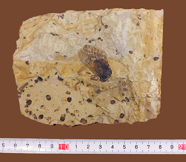 翅脈まで残された素晴らしい保存状態、中国遼寧省産の古代の蝉(Liaocossus)の化石(その11)