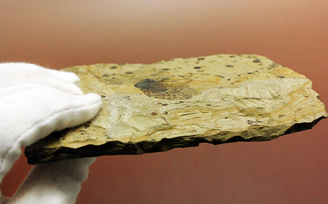 翅脈まで残された素晴らしい保存状態、中国遼寧省産の古代の蝉(Liaocossus)の化石(その12)
