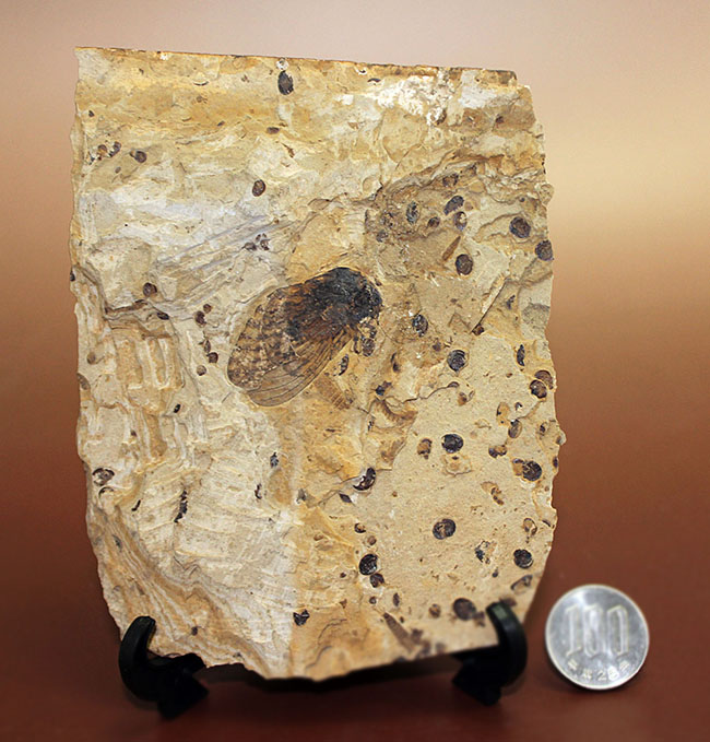 翅脈まで残された素晴らしい保存状態、中国遼寧省産の古代の蝉（Liaocossus）の化石（その13）