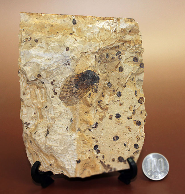 翅脈まで残された素晴らしい保存状態、中国遼寧省産の古代の蝉(Liaocossus)の化石(その13)