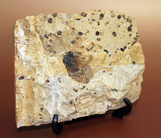 翅脈まで残された素晴らしい保存状態、中国遼寧省産の古代の蝉（Liaocossus）の化石（その2）