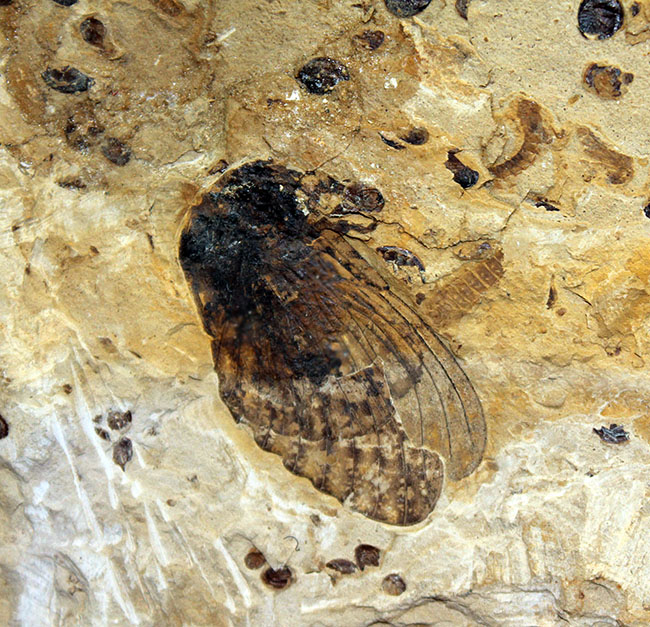 翅脈まで残された素晴らしい保存状態、中国遼寧省産の古代の蝉（Liaocossus）の化石（その3）