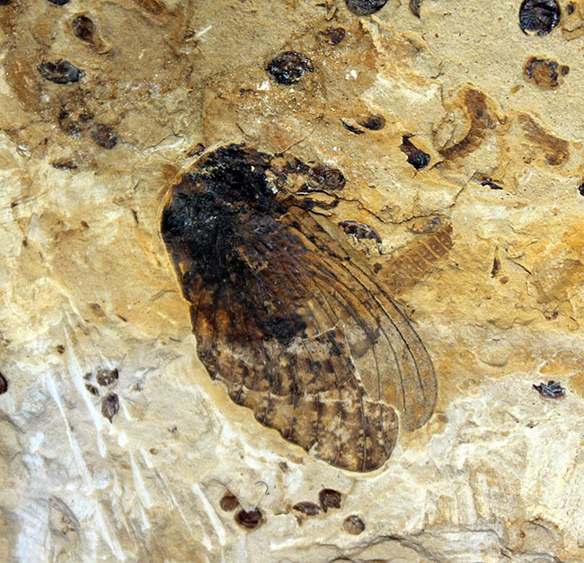 翅脈まで残された素晴らしい保存状態、中国遼寧省産の古代の蝉(Liaocossus)の化石(その3)