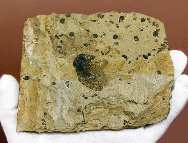 翅脈まで残された素晴らしい保存状態、中国遼寧省産の古代の蝉(Liaocossus)の化石(その4)