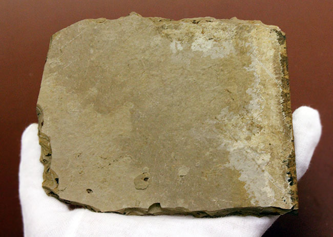 翅脈まで残された素晴らしい保存状態、中国遼寧省産の古代の蝉(Liaocossus)の化石(その5)