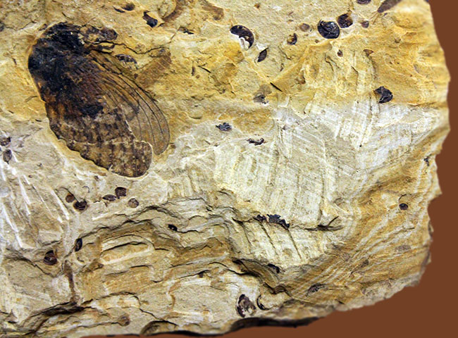 翅脈まで残された素晴らしい保存状態、中国遼寧省産の古代の蝉（Liaocossus）の化石（その6）