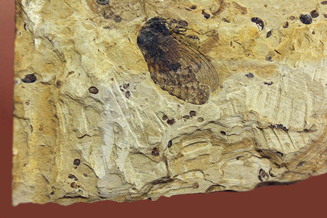 翅脈まで残された素晴らしい保存状態、中国遼寧省産の古代の蝉(Liaocossus)の化石(その7)