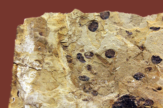翅脈まで残された素晴らしい保存状態、中国遼寧省産の古代の蝉(Liaocossus)の化石(その8)