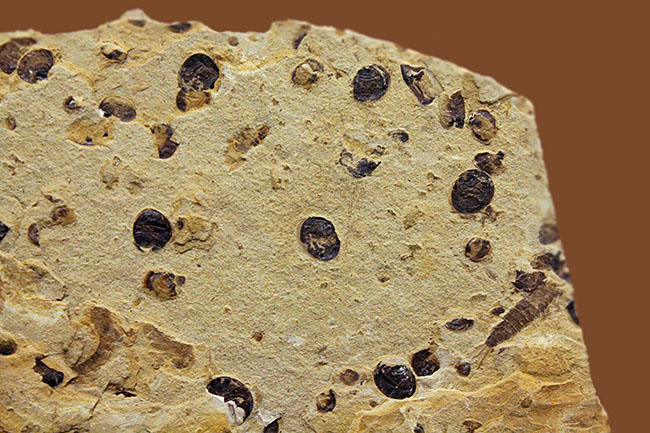 翅脈まで残された素晴らしい保存状態、中国遼寧省産の古代の蝉(Liaocossus)の化石(その9)