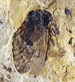翅脈まで残された素晴らしい保存状態、中国遼寧省産の古代の蝉（Liaocossus）の化石