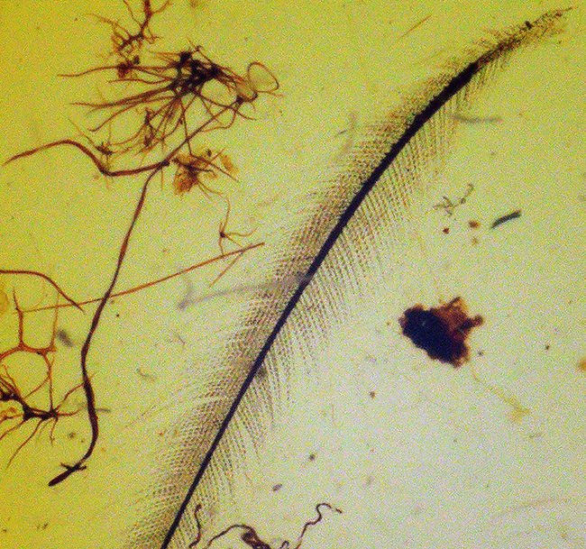 １５ミリに大きなロマンが詰まっている！極めて希少な羽毛を内包した恐竜時代のミャンマー産琥珀、バーマイト（Burmite）（その1）
