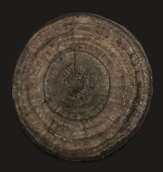 表、裏ともに保存状態は抜群！モロッコの白亜紀の地層から発見された円盤状のサンゴ、サイクロリテス（Cyclolites elliptica）の化石です。（その1）