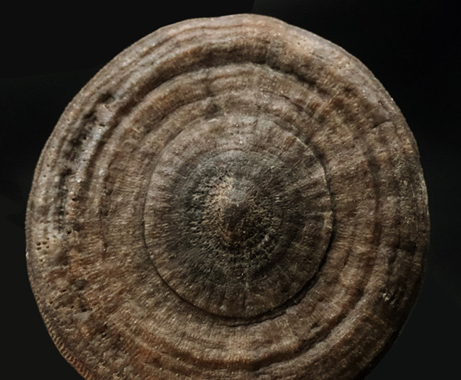 表、裏ともに保存状態は抜群！モロッコの白亜紀の地層から発見された円盤状のサンゴ、サイクロリテス（Cyclolites elliptica）の化石です。（その4）