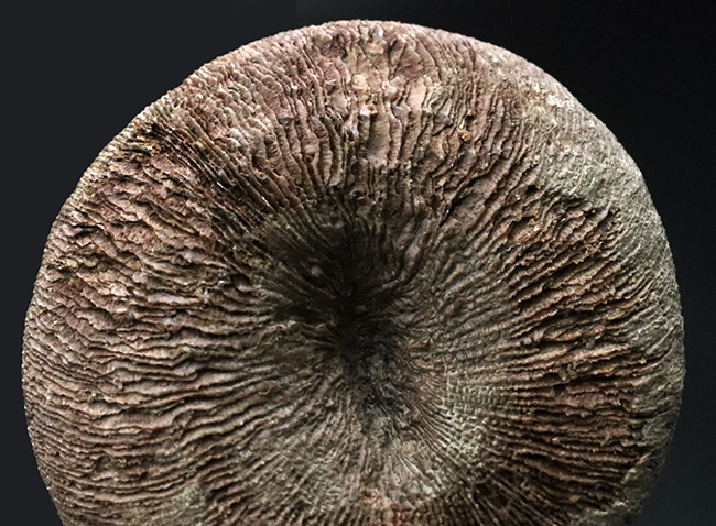 表、裏ともに保存状態は抜群！モロッコの白亜紀の地層から発見された円盤状のサンゴ、サイクロリテス（Cyclolites elliptica）の化石です。（その6）