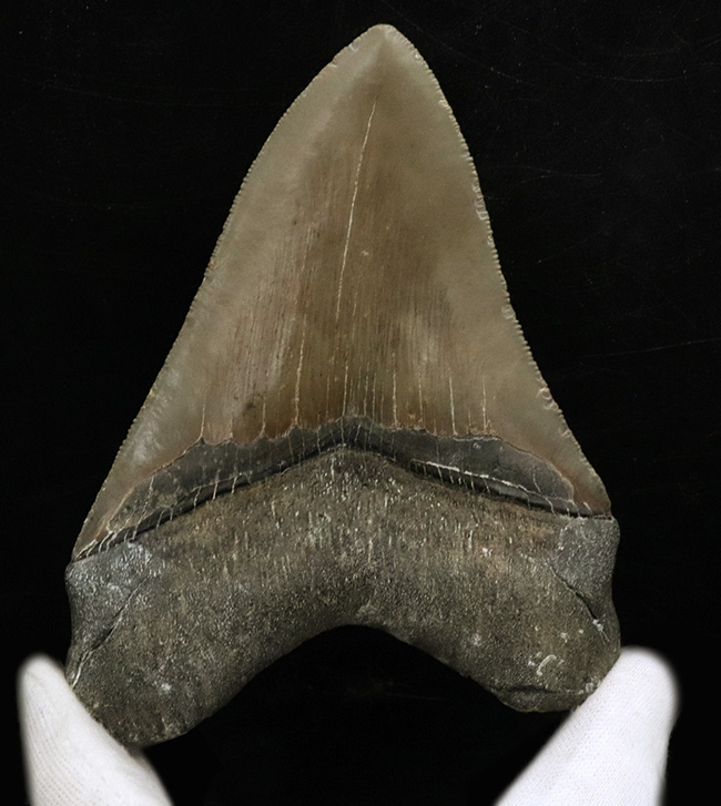 歯形の水晶石（巨人の歯） これぞコレクショングレード！137ミリ級の巨大歯、しかも