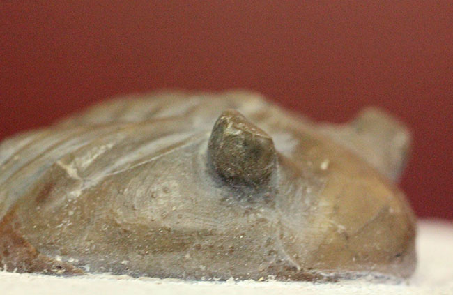 ロシア産アサフス・レピドゥルス(Asaphus lepidurus)(その1)