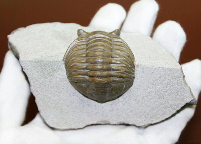 ロシア産アサフス・レピドゥルス(Asaphus lepidurus)(その11)