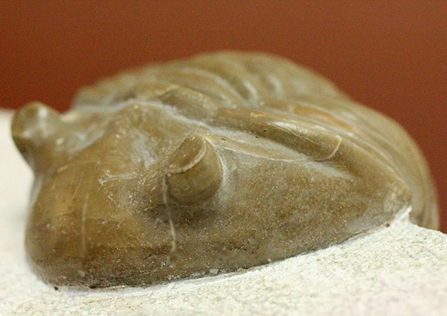 ロシア産アサフス・レピドゥルス(Asaphus lepidurus)(その12)