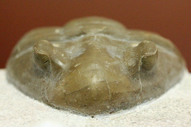 ロシア産アサフス・レピドゥルス(Asaphus lepidurus)(その13)
