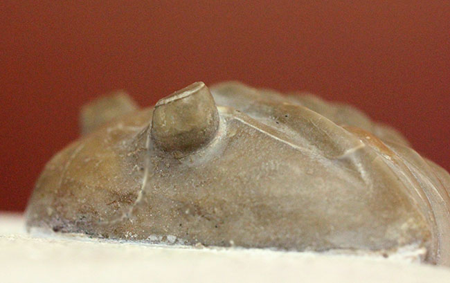 ロシア産アサフス・レピドゥルス(Asaphus lepidurus)(その14)