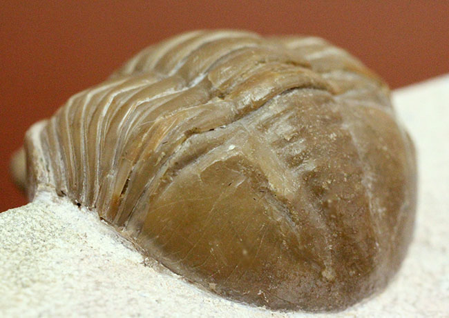 ロシア産アサフス・レピドゥルス(Asaphus lepidurus)(その15)