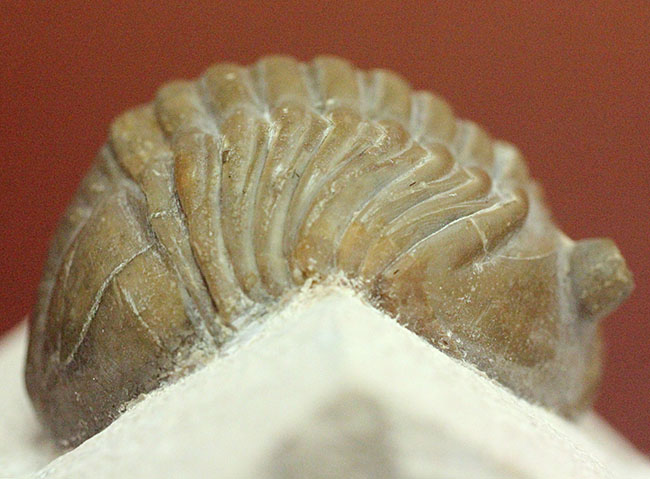 ロシア産アサフス・レピドゥルス(Asaphus lepidurus)(その16)