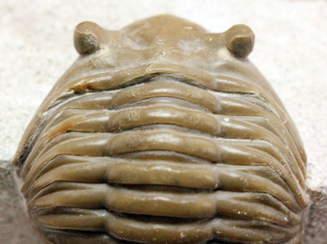 ロシア産アサフス・レピドゥルス(Asaphus lepidurus)(その17)