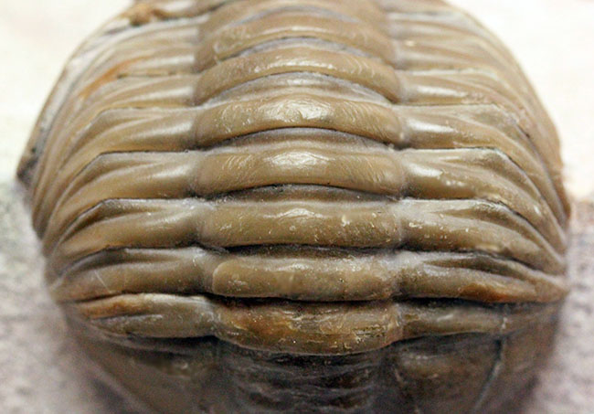 ロシア産アサフス・レピドゥルス(Asaphus lepidurus)(その18)