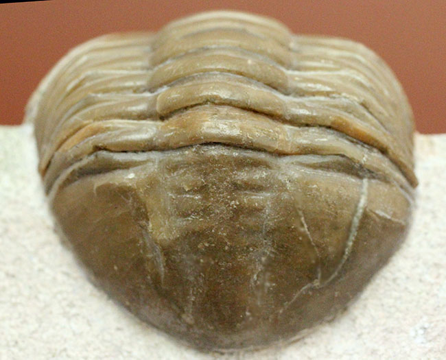 ロシア産アサフス・レピドゥルス(Asaphus lepidurus)(その19)