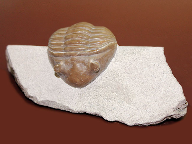 ロシア産アサフス・レピドゥルス(Asaphus lepidurus)(その2)