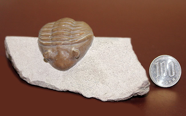 ロシア産アサフス・レピドゥルス(Asaphus lepidurus)(その20)