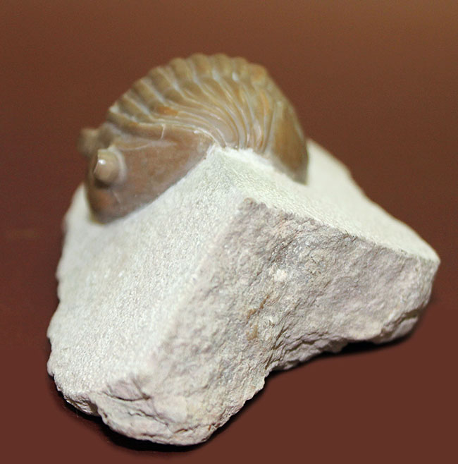 ロシア産アサフス・レピドゥルス(Asaphus lepidurus)(その3)