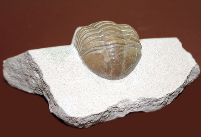 ロシア産アサフス・レピドゥルス(Asaphus lepidurus)(その4)
