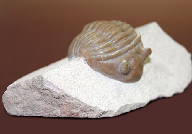ロシア産アサフス・レピドゥルス(Asaphus lepidurus)(その5)