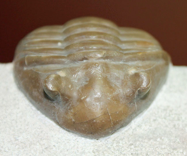 ロシア産アサフス・レピドゥルス(Asaphus lepidurus)(その6)