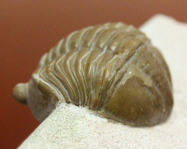 ロシア産アサフス・レピドゥルス(Asaphus lepidurus)(その7)