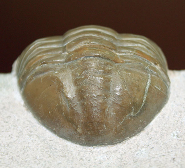 ロシア産アサフス・レピドゥルス(Asaphus lepidurus)(その8)