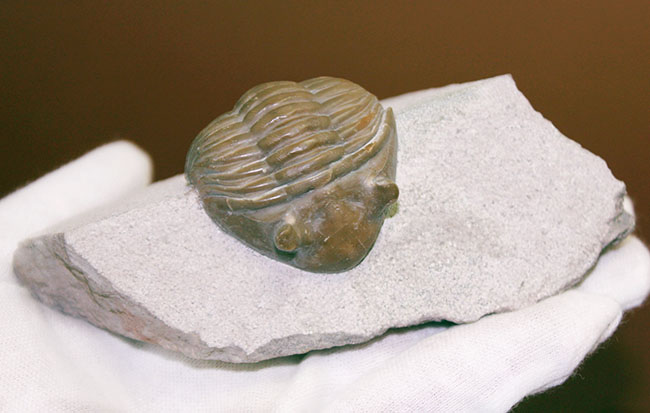 ロシア産アサフス・レピドゥルス(Asaphus lepidurus)(その9)