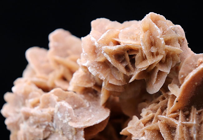 横幅13センチ超え、花びらのような美しい結晶を多数持った、砂漠の