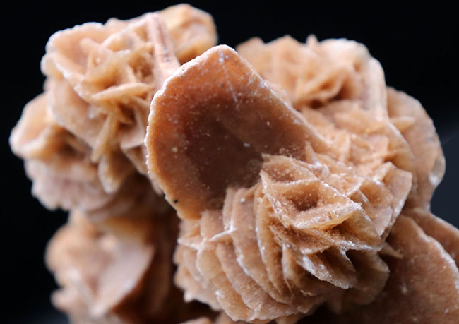 横幅13センチ超え、花びらのような美しい結晶を多数持った、砂漠の