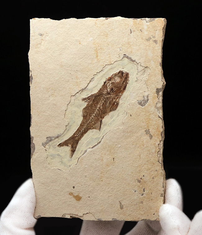 絵画のような味わい！フランス・プロヴァンス地方で採集された美しき古代魚、ダパリス・マクルルス（Dapalis Macrurus）の化石（その1）