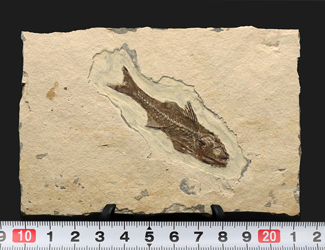 絵画のような味わい！フランス・プロヴァンス地方で採集された美しき古代魚、ダパリス・マクルルス（Dapalis Macrurus）の化石（その11）