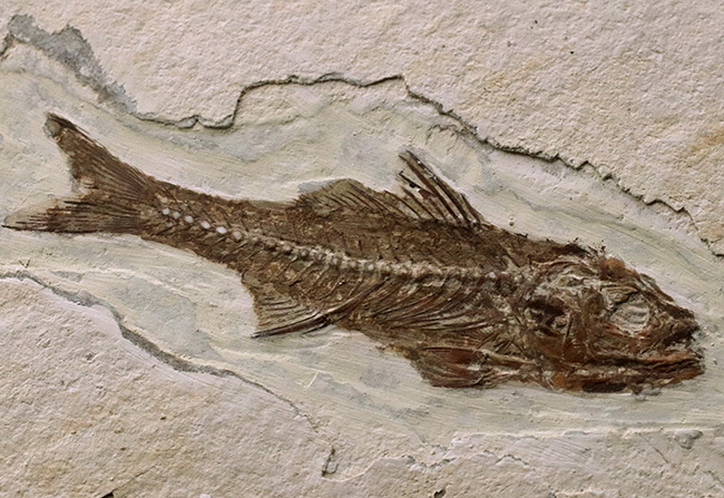 絵画のような味わい！フランス・プロヴァンス地方で採集された美しき古代魚、ダパリス・マクルルス（Dapalis Macrurus）の化石（その2）